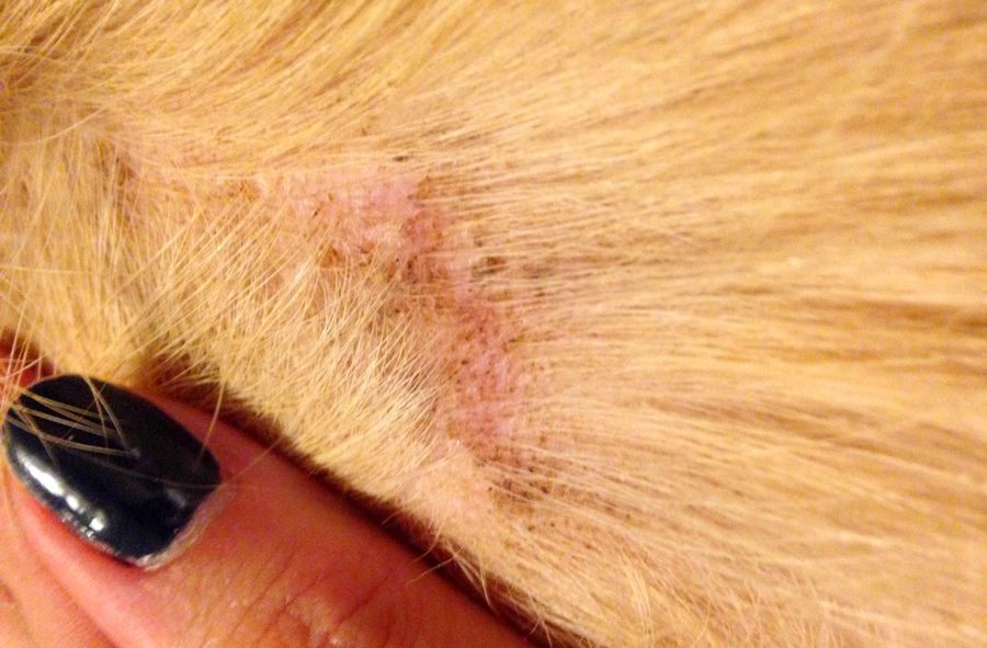 Dermatite atopique du chien et traitement naturel par l'origine